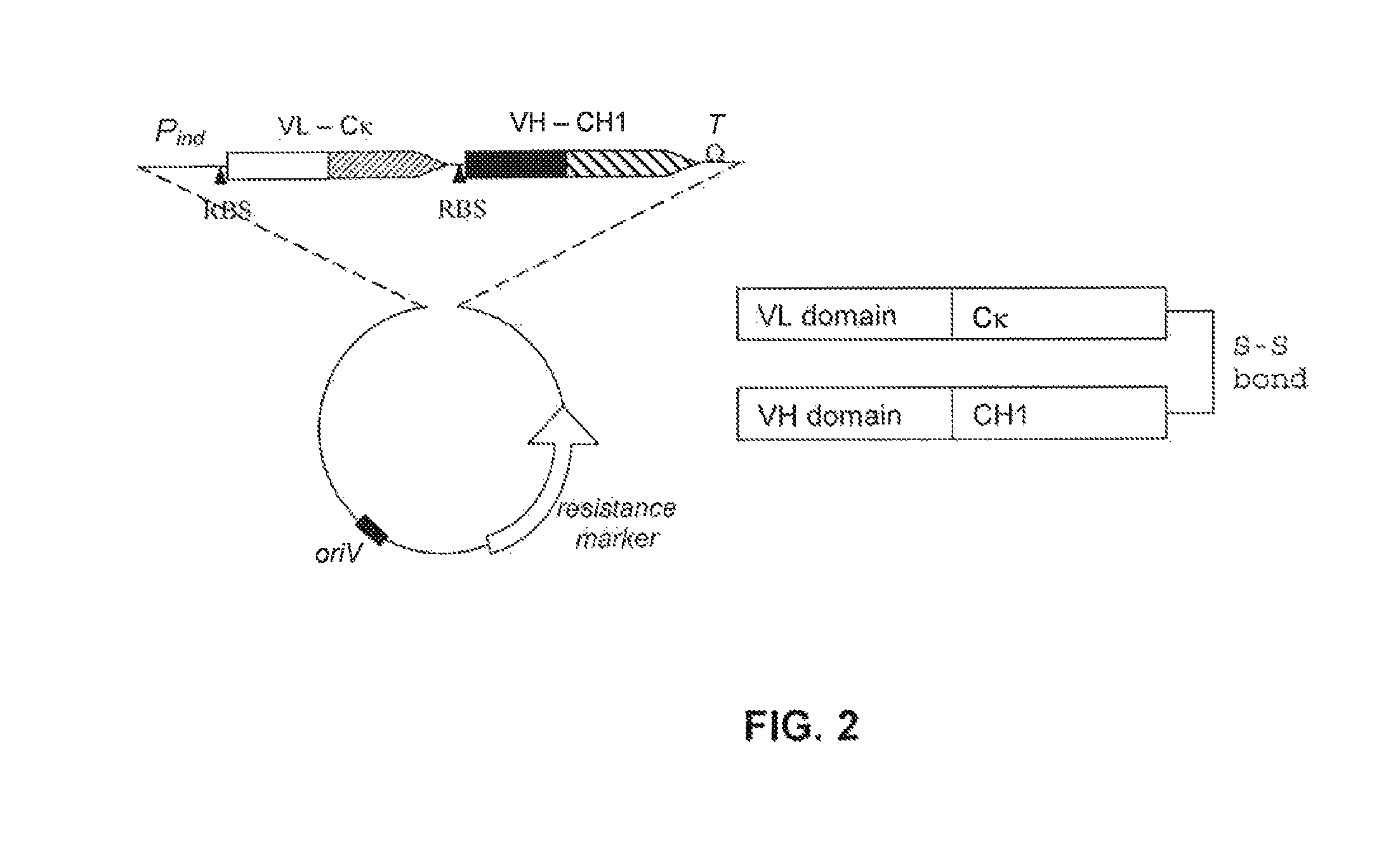 Stable and soluble antibodies inhibiting TNFα