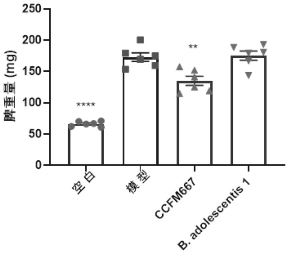 Bifidobacterium adolescentis capable of relieving psoriasis and application thereof