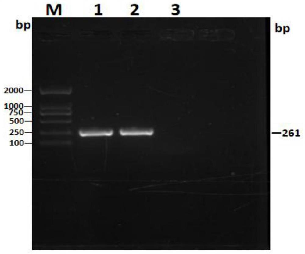 Dual PCR primer group and kit for detecting novel raccoon dog parvovirus and application of dual PCR primer group and kit