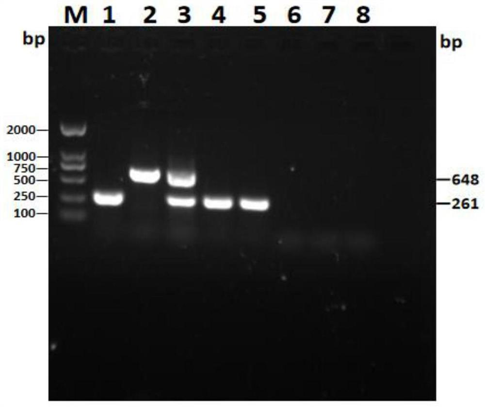 Dual PCR primer group and kit for detecting novel raccoon dog parvovirus and application of dual PCR primer group and kit