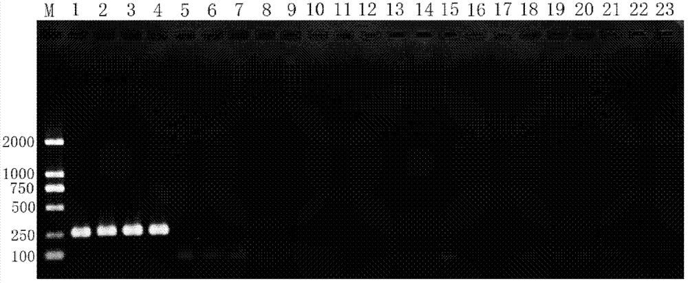 Specific primer pair for assisting booklice identification and application thereof