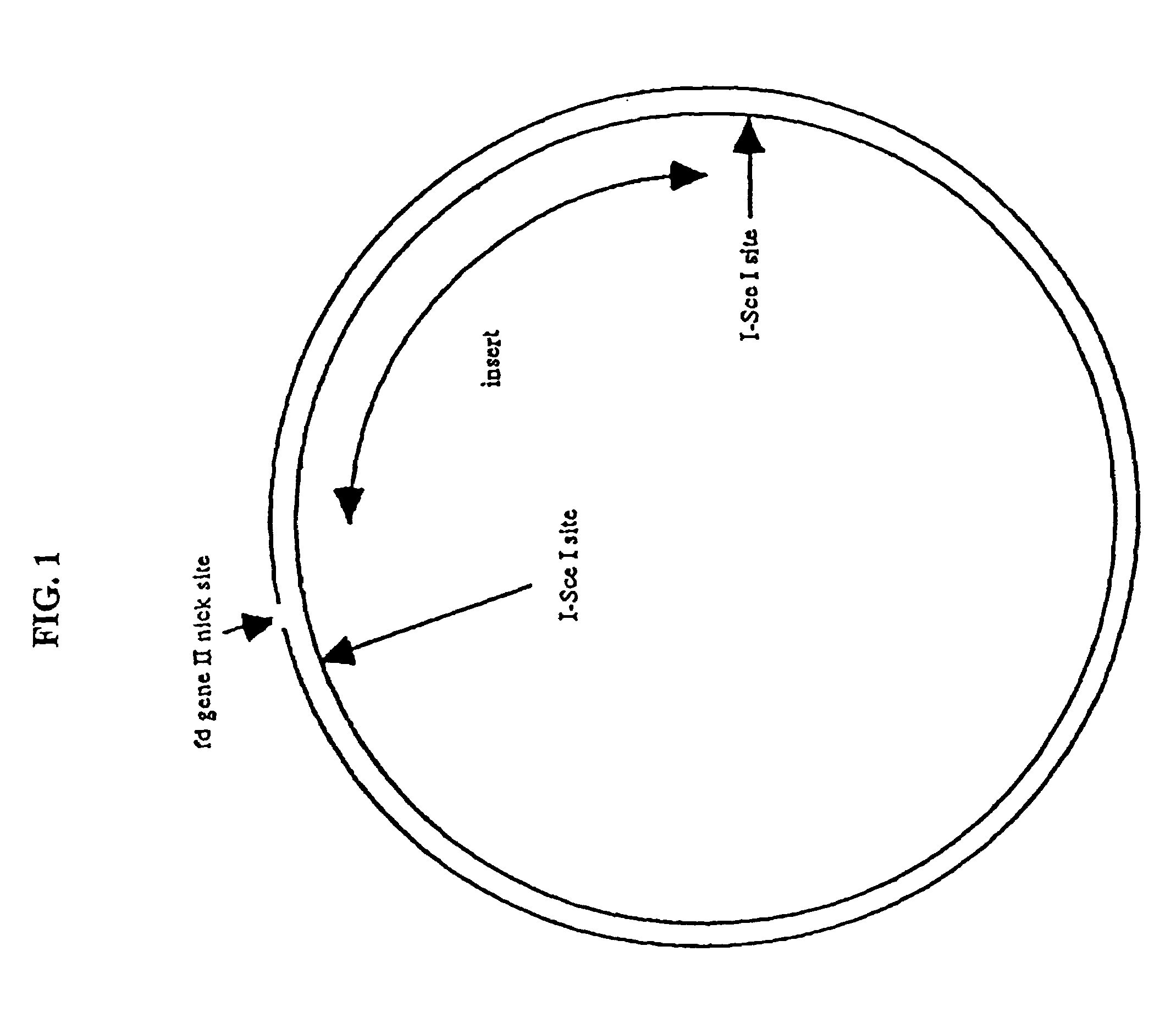 Compositions and methods for analysis of nucleic acids