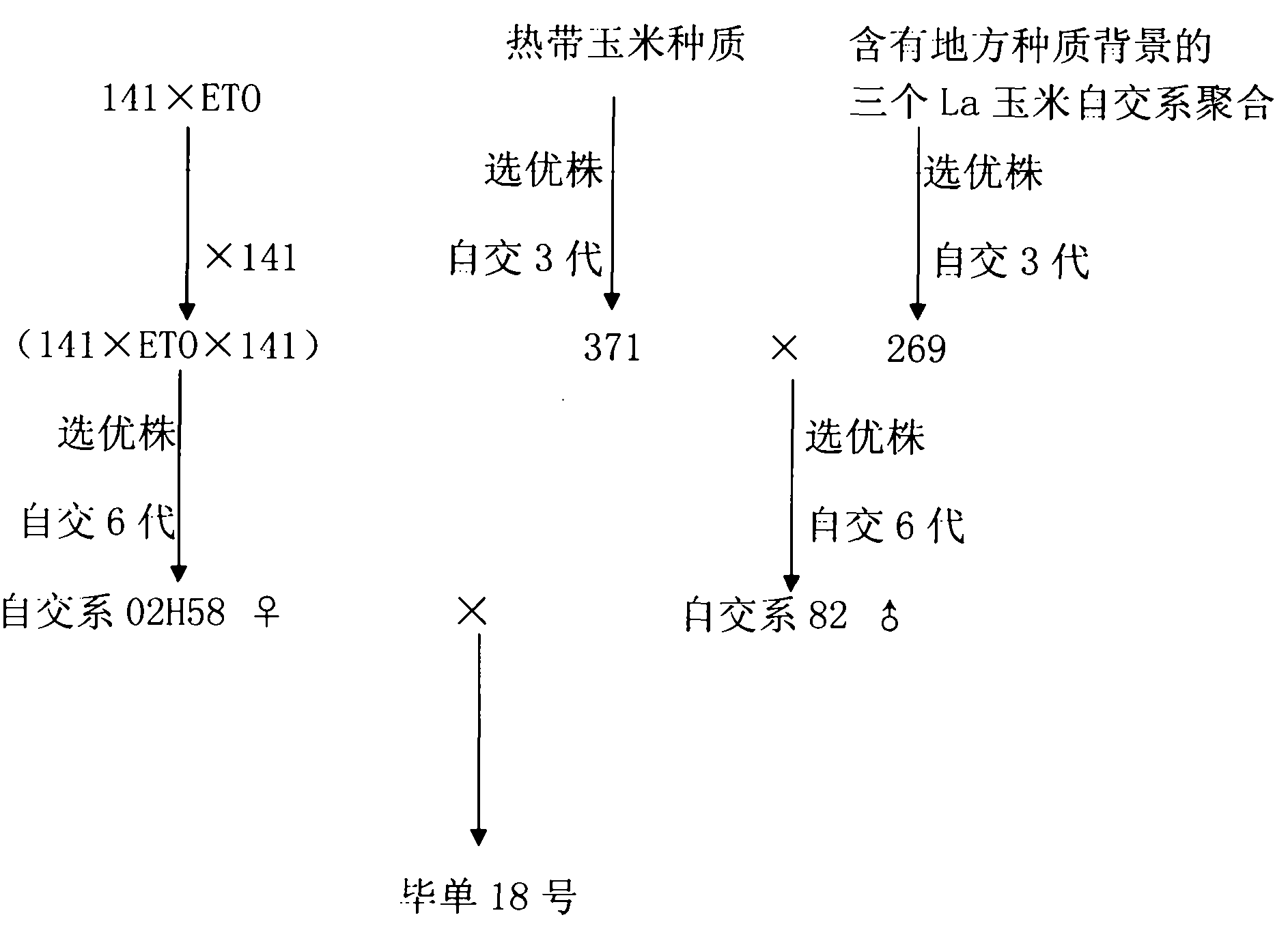 Cross-breeding seed production method for maize variety