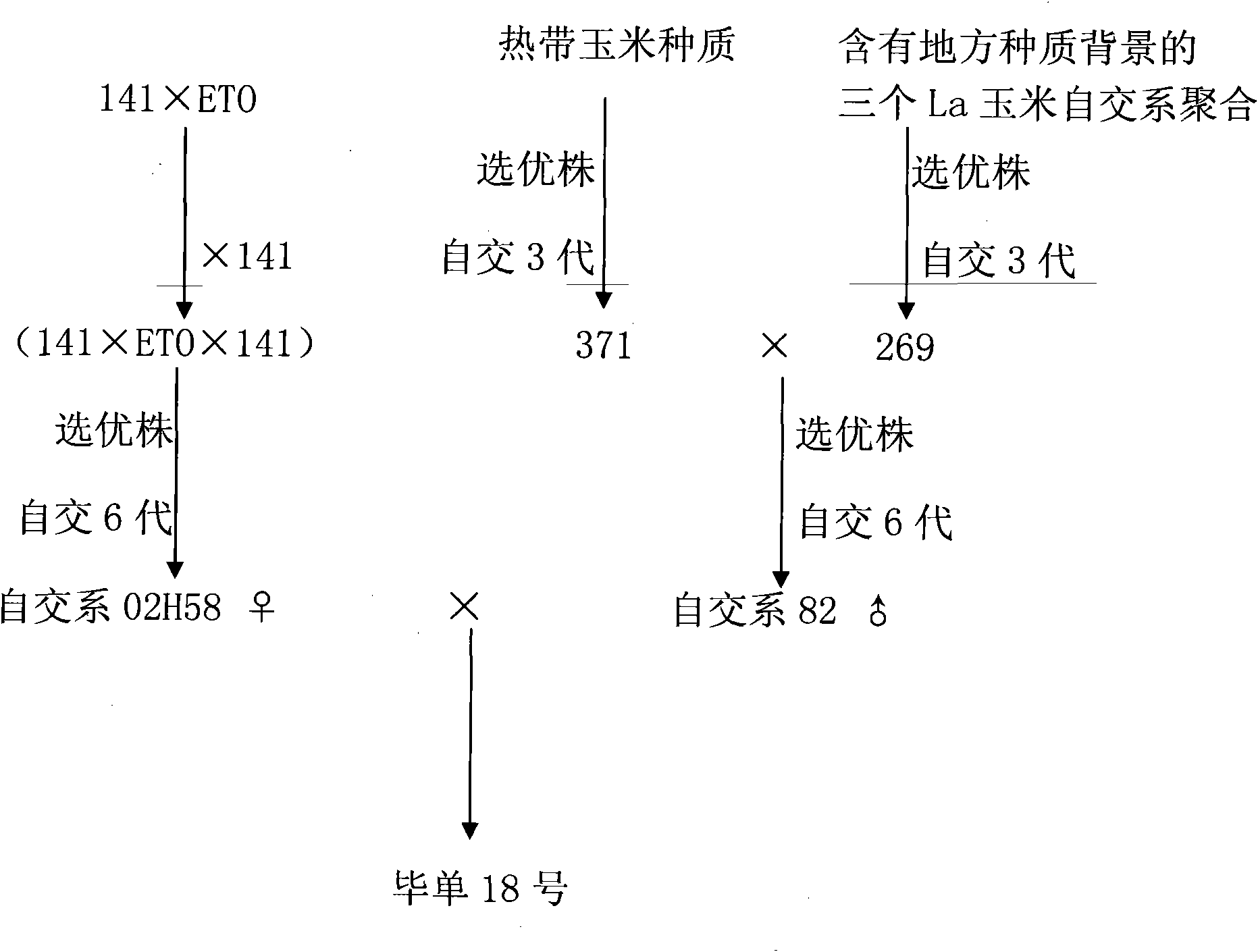 Cross-breeding seed production method for maize variety