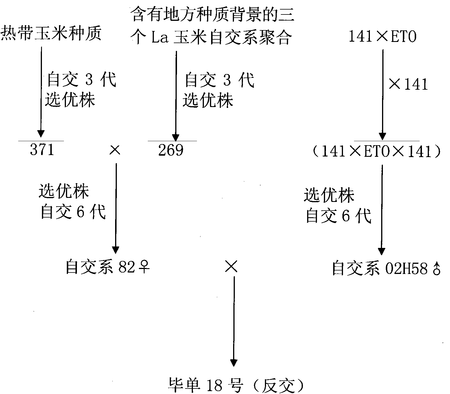 Cross-breeding seed production method for maize variety