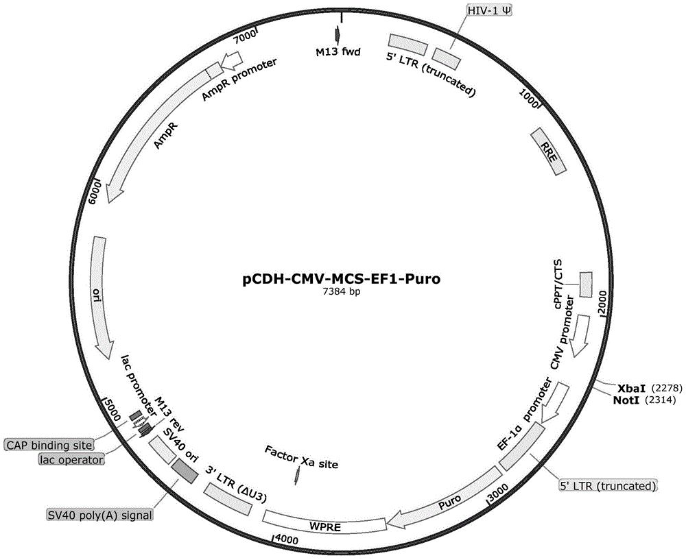 Lentivirus vectors expressing exosome markers and building method and application of lentivirus vectors