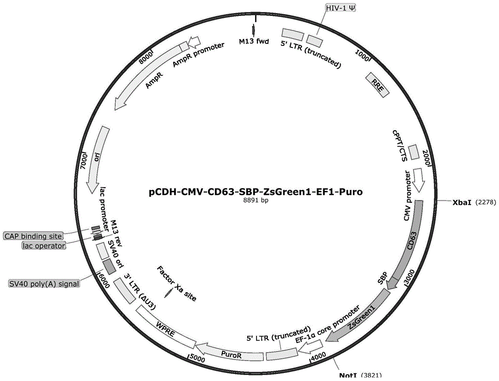 Lentivirus vectors expressing exosome markers and building method and application of lentivirus vectors