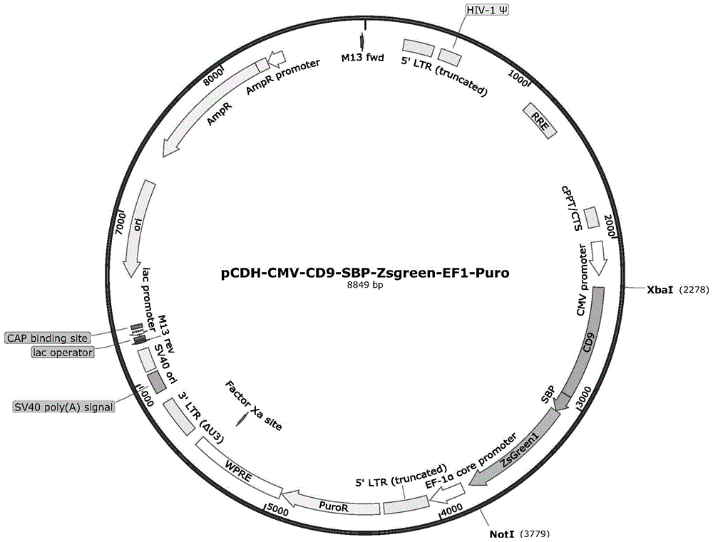 Lentivirus vectors expressing exosome markers and building method and application of lentivirus vectors