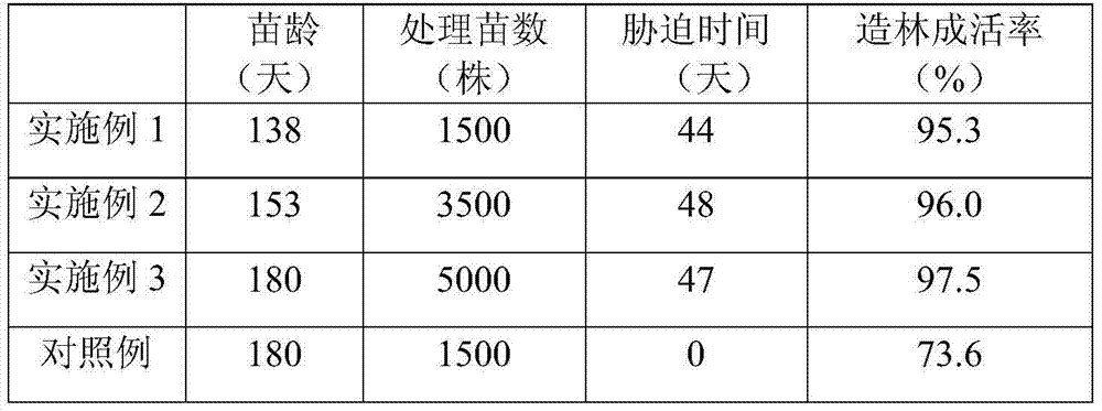 Pretreatment method of drought stress for seedlings of southern pine before afforestation