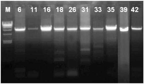 Preparation method, amplification primers and detection reagent for HPV full-length genome quality control product