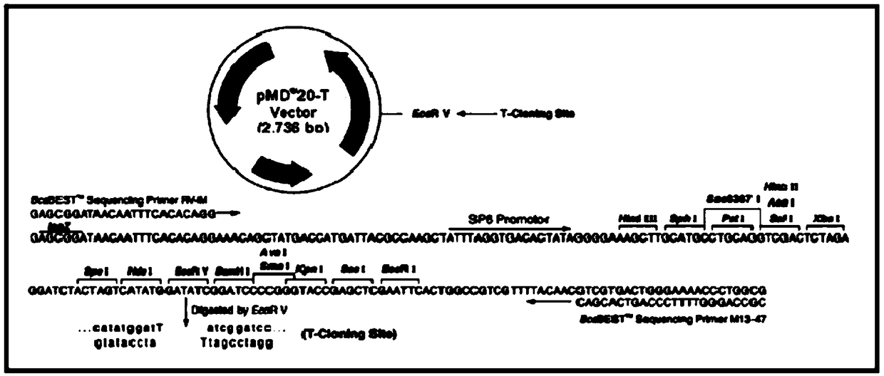 Preparation method, amplification primers and detection reagent for HPV full-length genome quality control product