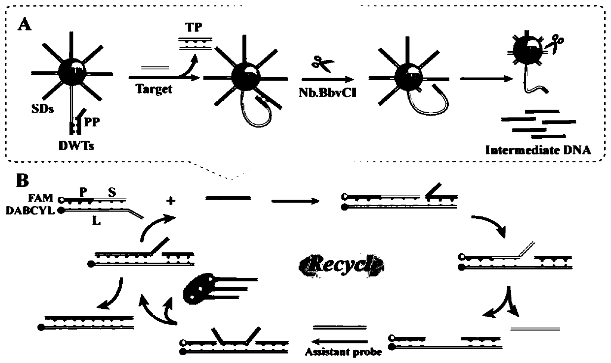 Fluorescent biosensor to detect BRCA1 gene and preparation method thereof