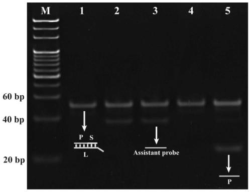 Fluorescent biosensor to detect BRCA1 gene and preparation method thereof