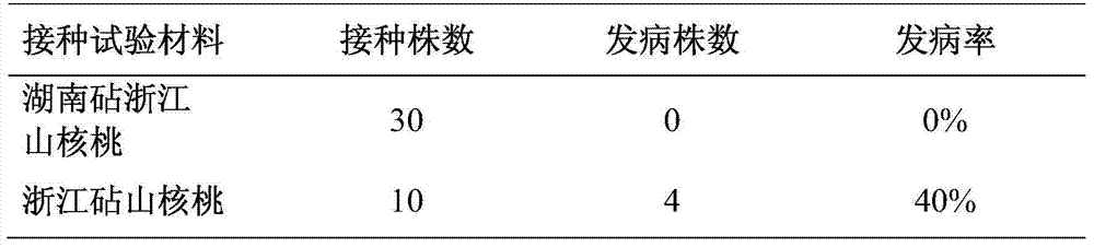 Anti-dry rot hickory nursery stock grafting cultivation method