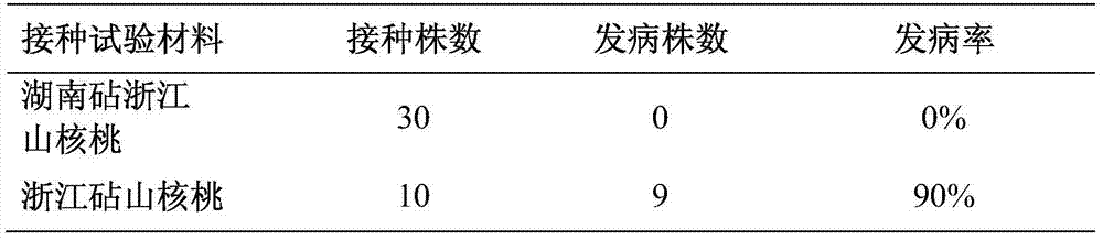 Anti-dry rot hickory nursery stock grafting cultivation method