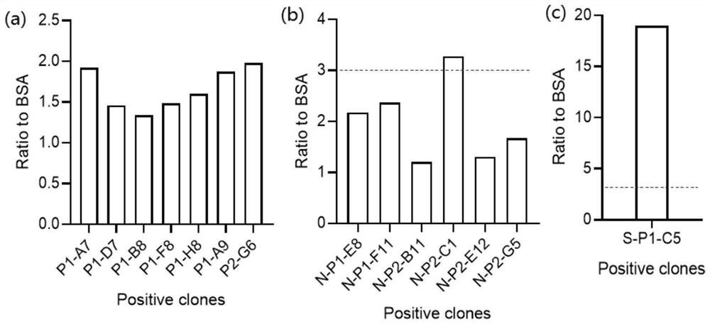 Glucoregulatory protein 78 targeting nano antibody and application thereof