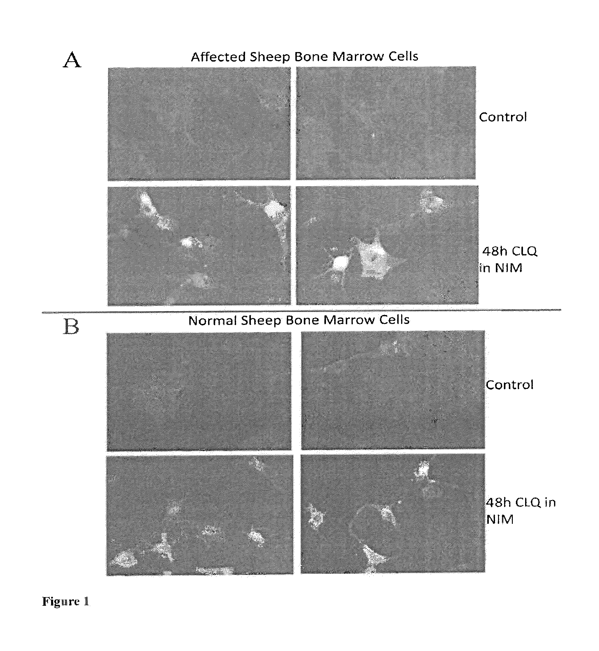 Methods of ganglioside production