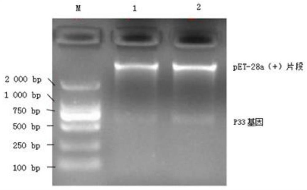 A kind of immunocolloidal gold test paper for rapid detection of mycoplasma bovis and preparation method thereof