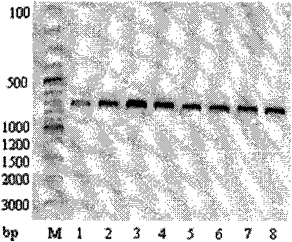 Two color-related mutations in apple MdMYB1 gene and detection method thereof