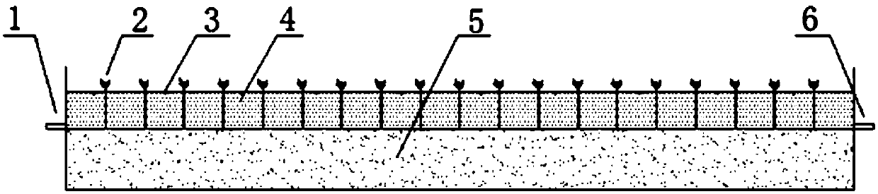 A method for enriching non-toxic green algae in surface flow wetlands for water quality regulation