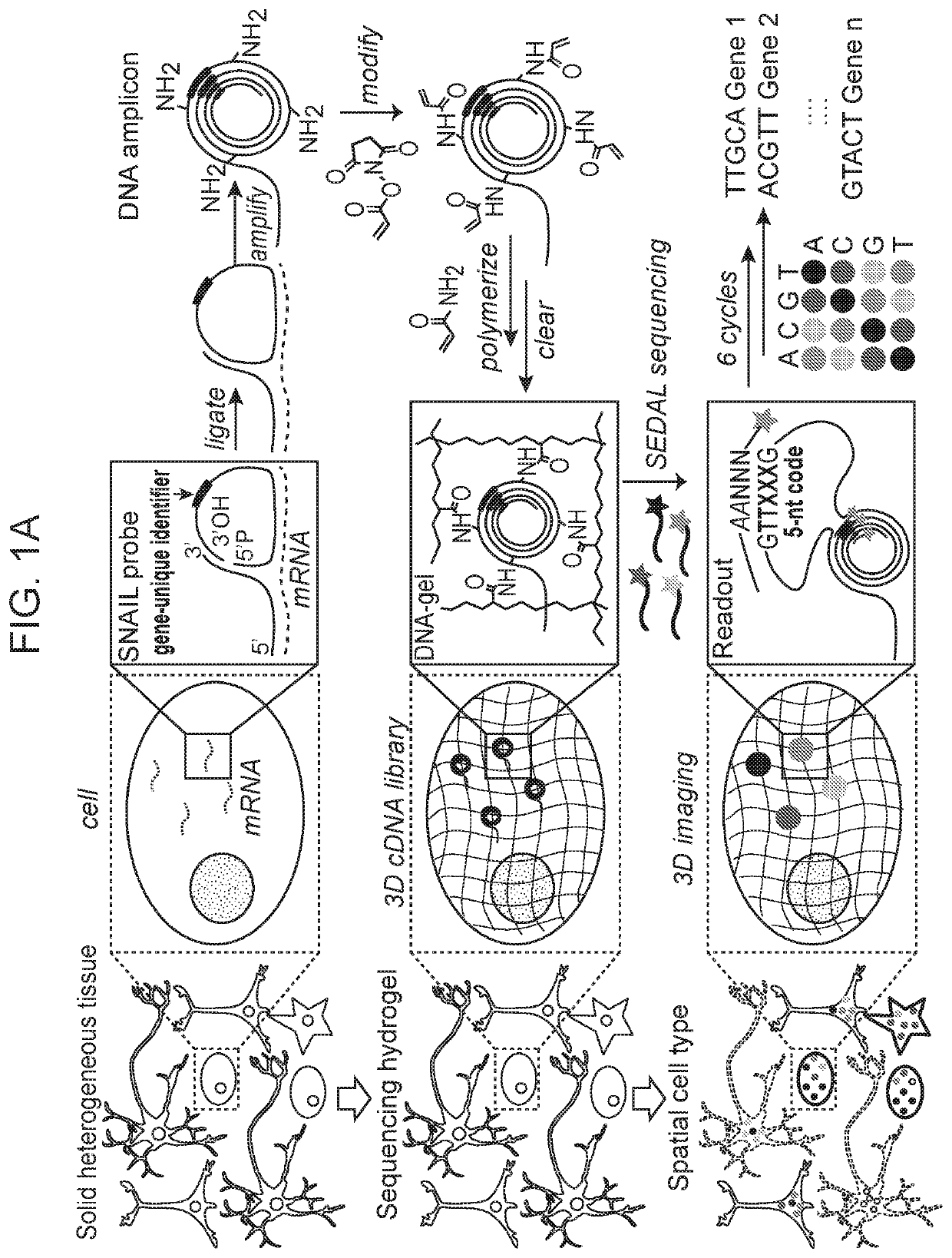 Method of in situ gene sequencing