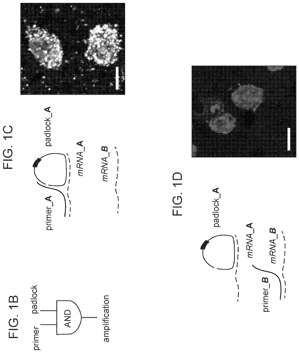 Method of in situ gene sequencing