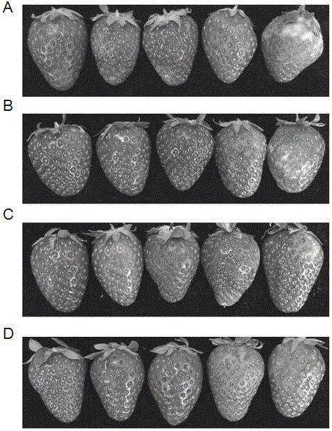 Method for prolonging freshness keeping period of strawberries