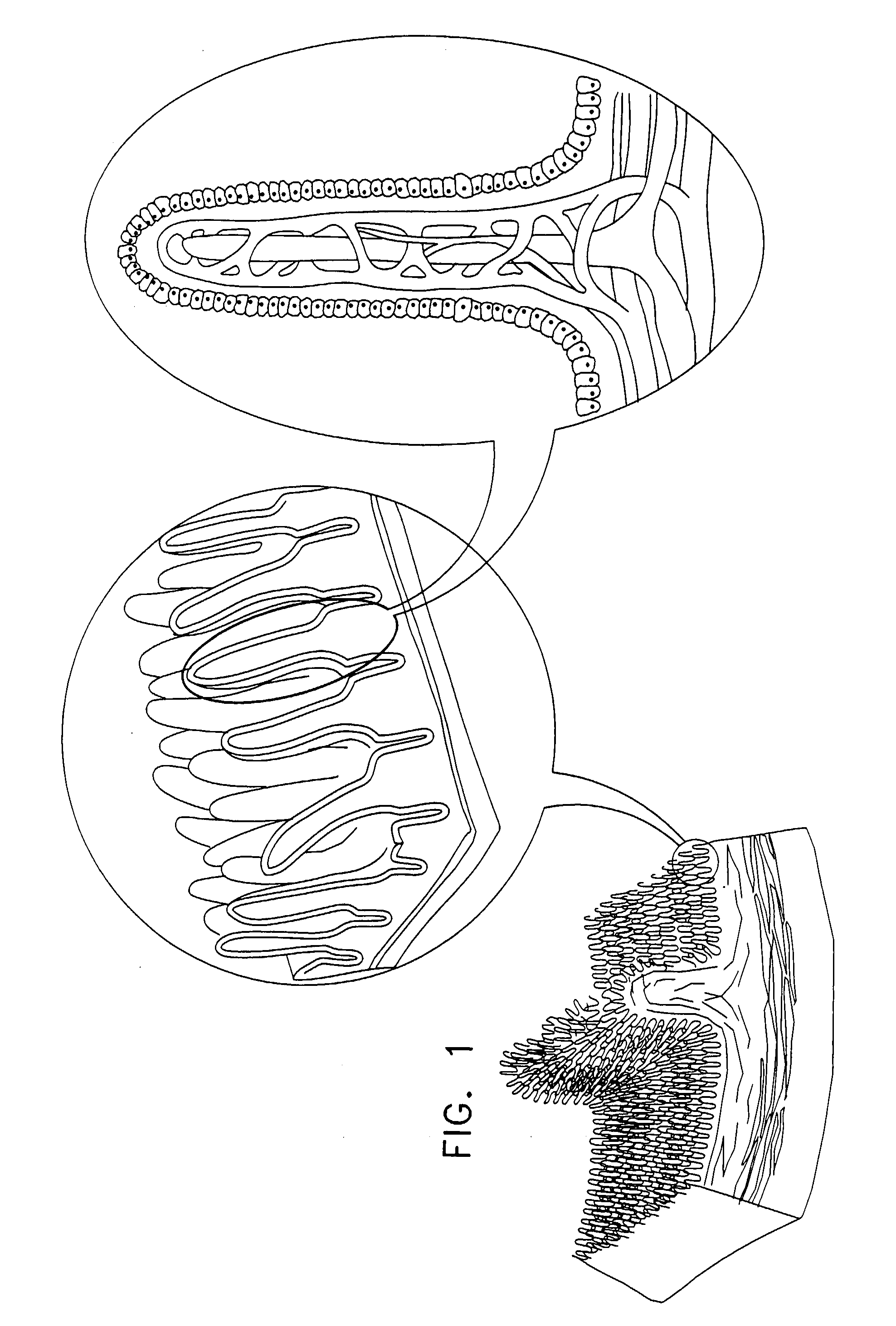 Prolonged Transit Time of Permeability-Enhancing Drug Eluting Pill