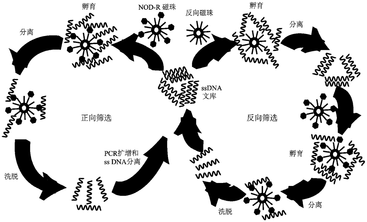 Aptamer capable of being specifically combined with nodularin-R and application of the aptamer