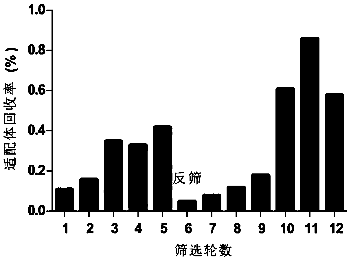 Aptamer capable of being specifically combined with nodularin-R and application of the aptamer