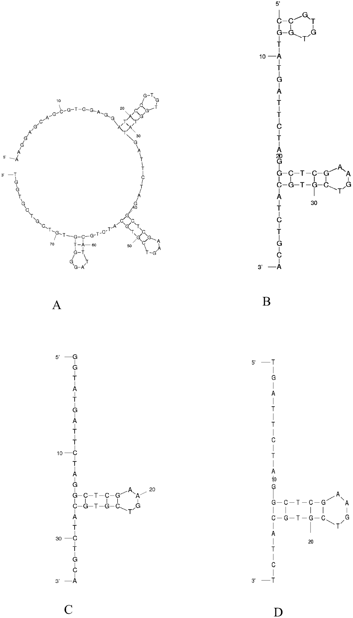 Aptamer capable of being specifically combined with nodularin-R and application of the aptamer