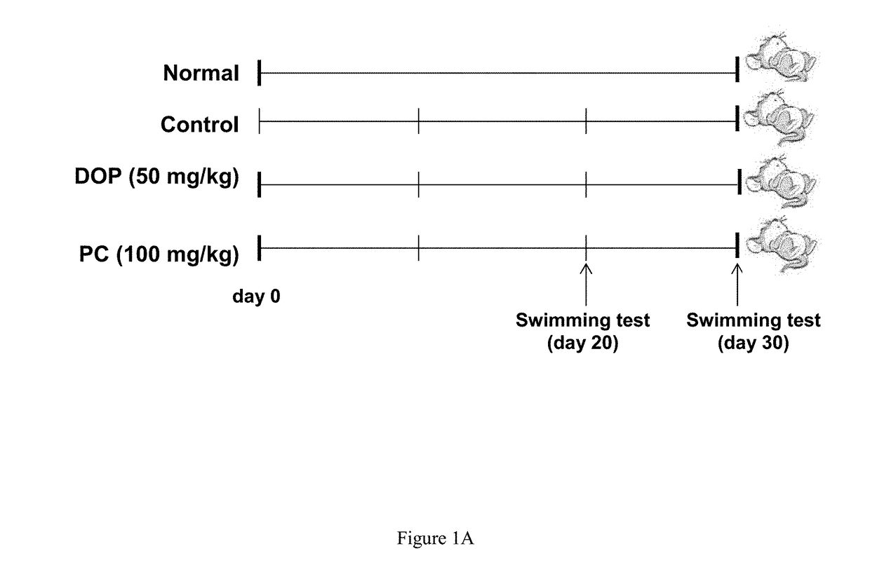 Use of polysaccharide in Dendrobium officinale for anti-fatigue