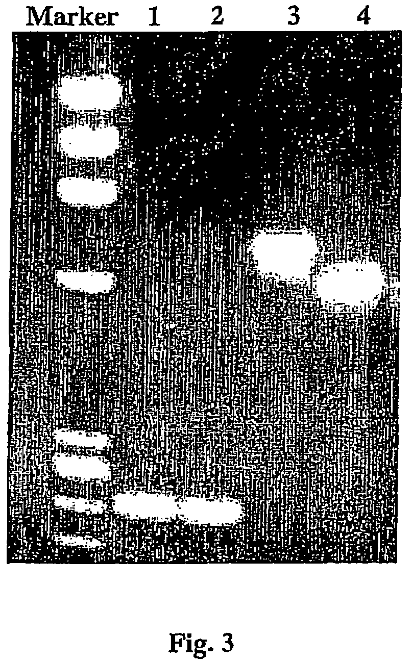 Detection of ochratoxin A producing fungi