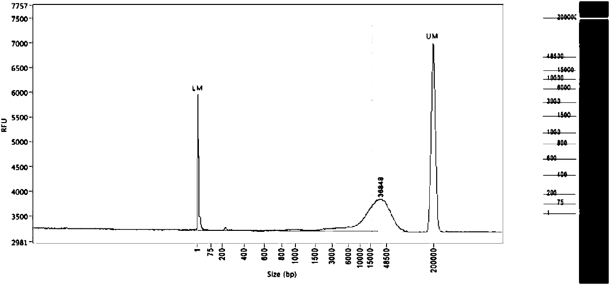 Building method of DNA large-fragment library for Pacbio platform and assay kit