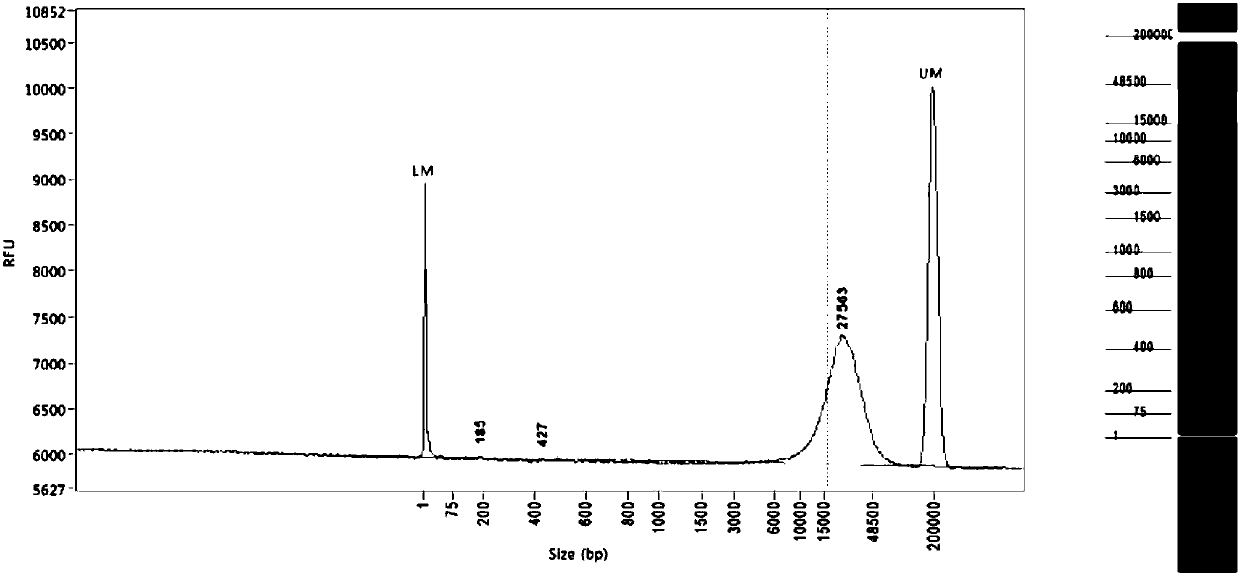 Building method of DNA large-fragment library for Pacbio platform and assay kit