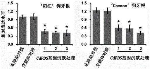 Method for efficiently and rapidly inhibiting endogenous-gene expression of cynodon dactylon