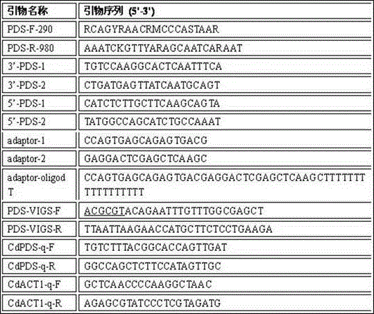 Method for efficiently and rapidly inhibiting endogenous-gene expression of cynodon dactylon