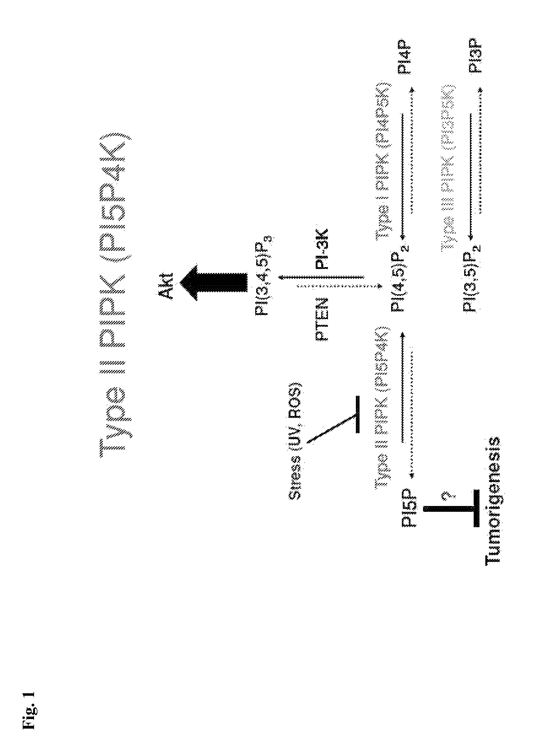 Modulation of phosphatidylinositol-5-phosphate-4-kinase activity