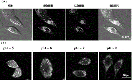 Fluorescence probe for detecting pH of lysosome in cancer cells