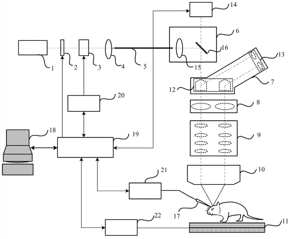 System for researching of functions of neural circuits and regulation of animal behaviors and activities