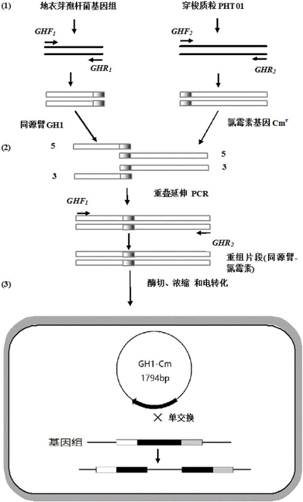 Method for achieving bacillus licheniformis gene knockout rapidly