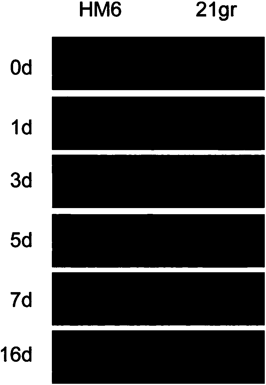 Application of chlamydomonas reinhardtii VPS9 gene in regulating and controlling cadmium resistance of chlamydomonas reinhardtii