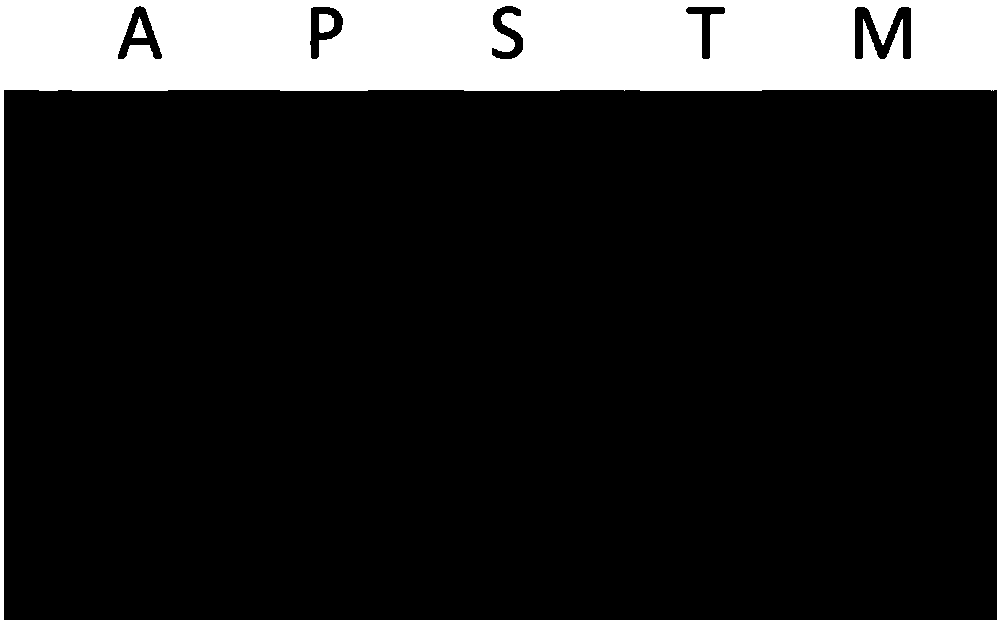 Application of chlamydomonas reinhardtii VPS9 gene in regulating and controlling cadmium resistance of chlamydomonas reinhardtii