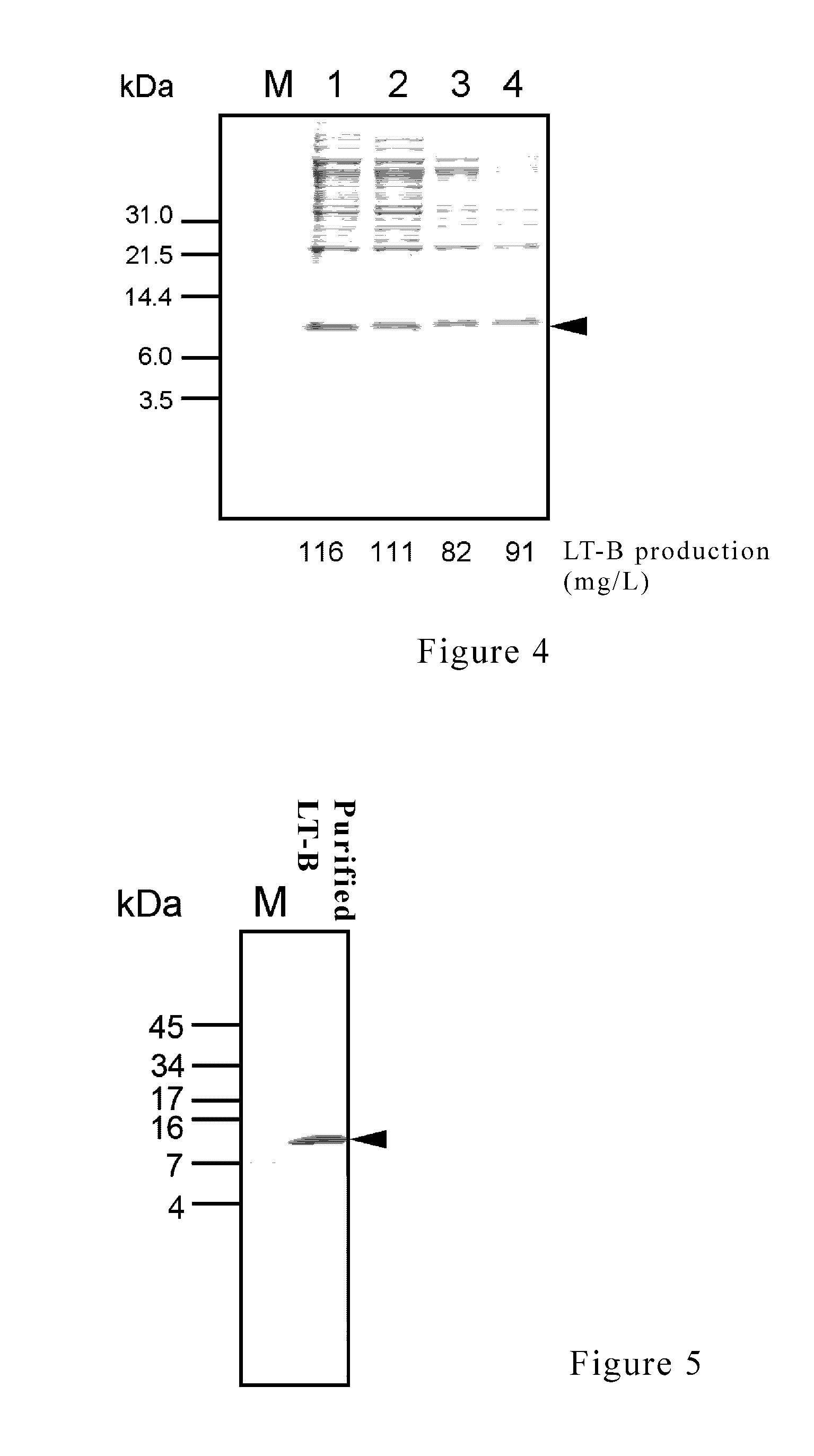 Plasmid, method and kit thereof for producing heat labile enterotoxin b-subunit