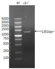 Wheat TaRPP13 gene and application thereof in wheat powdery mildew resistant breeding