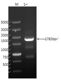 Wheat TaRPP13 gene and application thereof in wheat powdery mildew resistant breeding