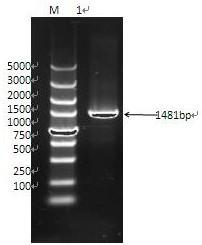 Wheat TaRPP13 gene and application thereof in wheat powdery mildew resistant breeding