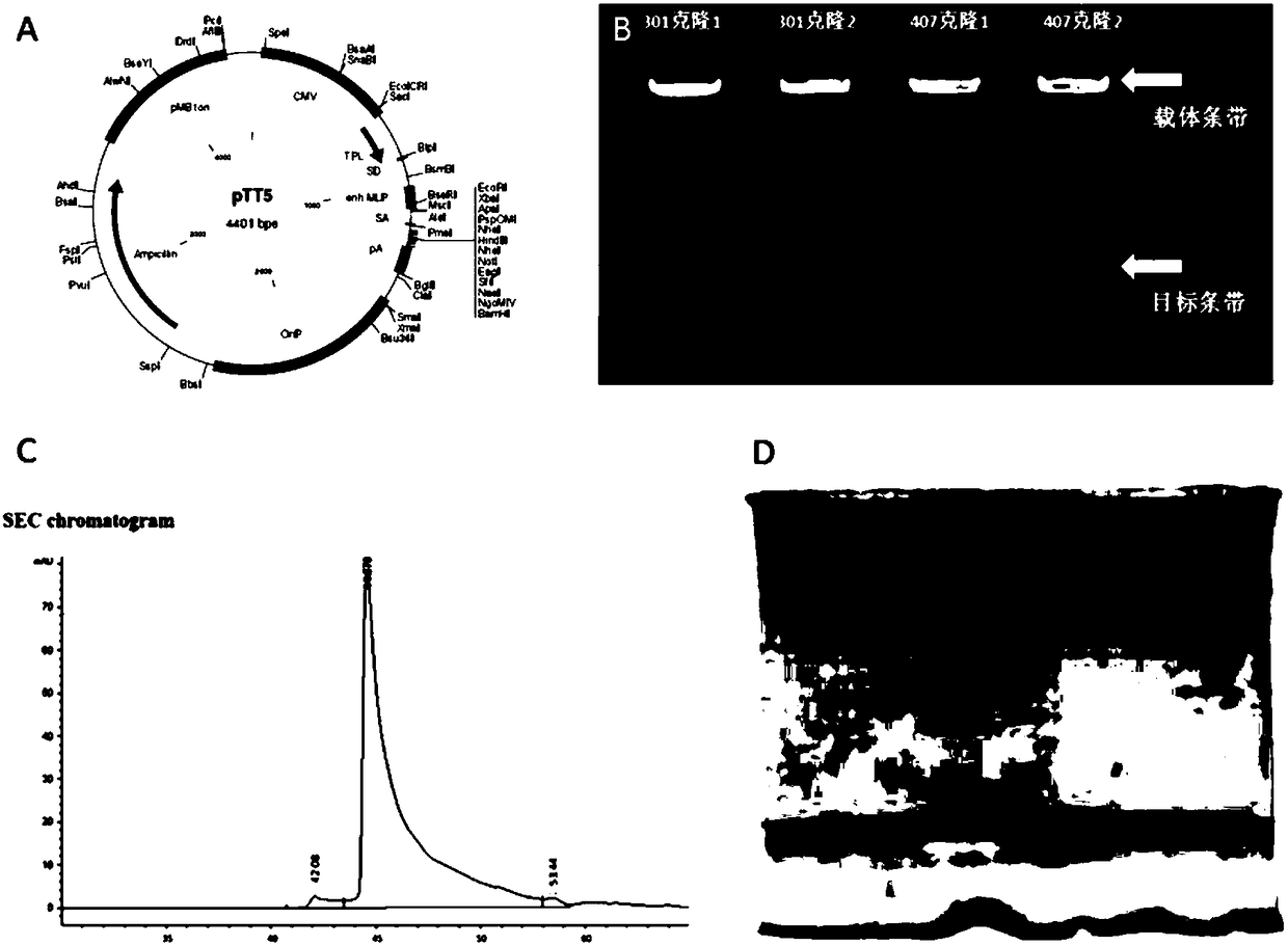 Human IL2 (interleukin 2) and anti-EpCAM (epithelial cell adhesion molecule) single-chain antibody fusion protein and application thereof