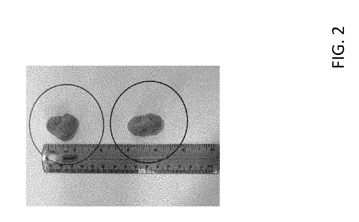 Pheromone compositions for stimulating early onset of estrus and reducing labor needs in breeding peri-pubertal suids and methods of use