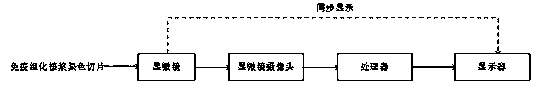 Immunohistochemical karyoplasm staining section diagnosis method and system